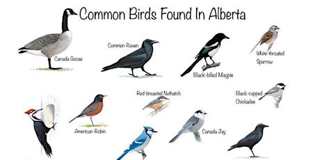 CampN RV - Birds of Alberta tickets