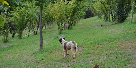 Yarra Valley Truffle Masterclass and Dinner primary image