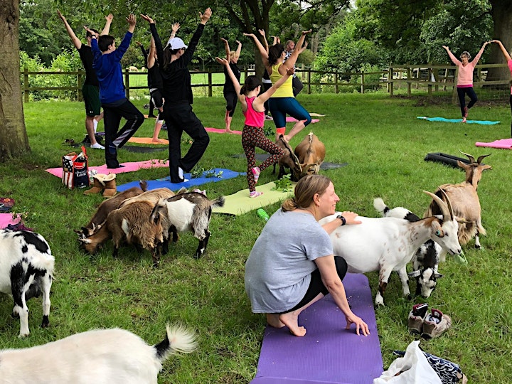 Yoga with Goats-UK image