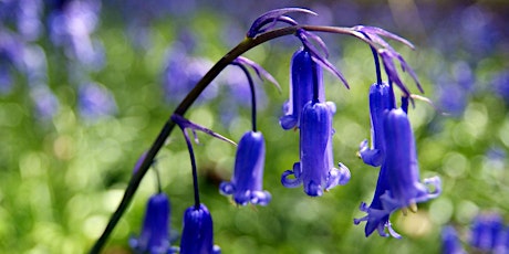 Connecting with The Wild | A walking talk about wellbeing & nature primary image