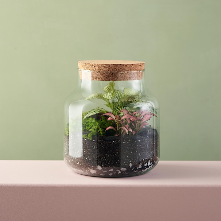 Create your own Plant Terrarium with Green & Wild image