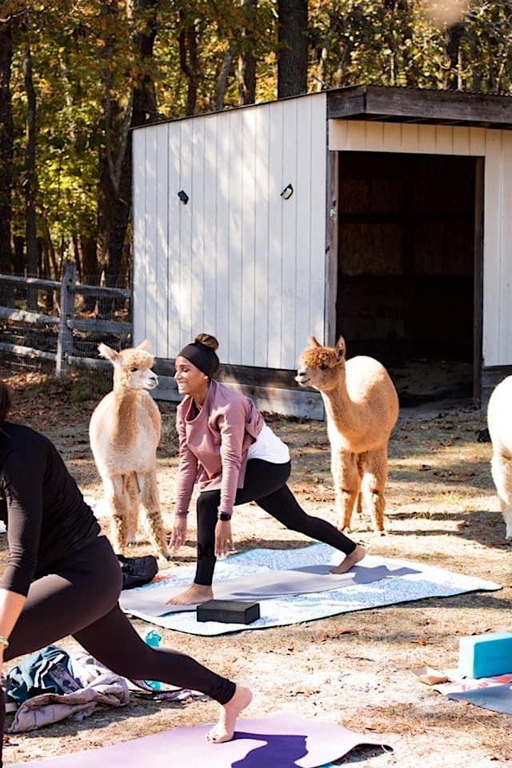 Yoga with Alpacas image
