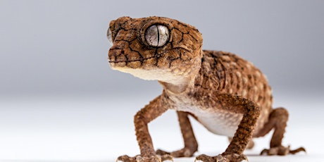 Reptile Macro Photography Workshop primary image
