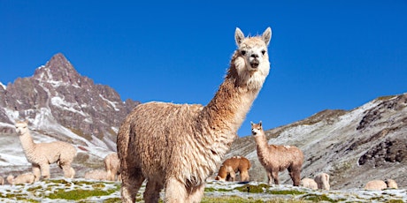 An ADF families event: Online llama drawing class, Hunter tickets