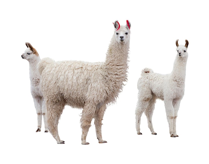 An ADF families event: Online llama drawing class, Hunter image