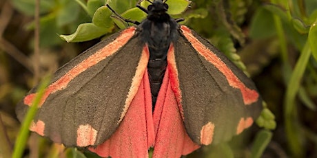 An introduction to moths – all sizes and stages tickets