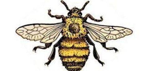 MVBee - The history and beauty of native bees: a drawing and field experience program. primary image