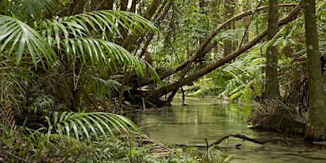 Forest Learning 1 Day Workshop - Tue 27 Sept Eatons Hill, Nth Brisbane primary image