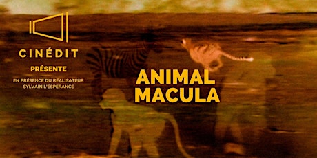 CINÉDIT présente «Animal Macula » en présence de Sylvain L’Espérance primary image
