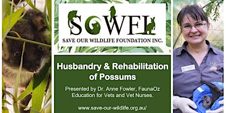 Husbandry & Rehabilitation of Possums  presented By Dr Anne Fowler
