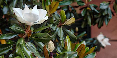 Magnolias for Small Gardens LIVESTREAM tickets