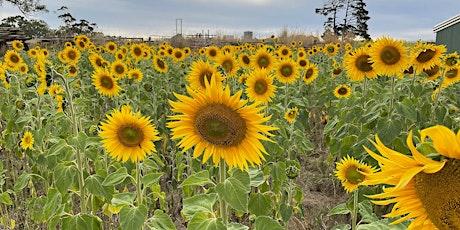 Atkins Farm Sunflower Picking 2022  - Twilight Session 1 - Thurs 27th Jan primary image