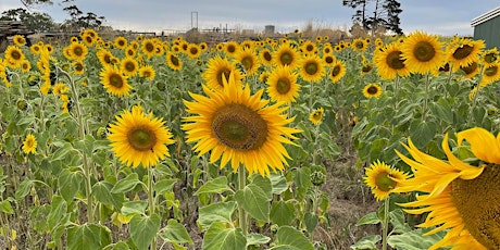 Atkins Farm Sunflower Picking 2022 - Saturday 29th Jan / 9am Session primary image