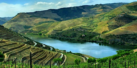 Imagem principal de Douro Valley Experience (Vineyards walk) – 35 Euro/pax