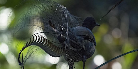 Song and Dance Tour: Lyrebird breeding season in the Royal National Park tickets