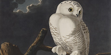 Audubon: Birds of America - Mindful Viewing