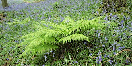 Around Britain in 20 ferns and their allies ONLINE