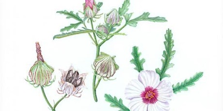 6-Week Introductory Botanicals in Watercolor Class (ONLINE) tickets