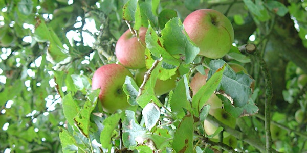 Planning and Managing Your Orchard
