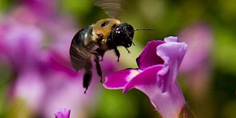 Florida-Friendly Friday: Designing Your Landscape with Pollinators in Mind tickets