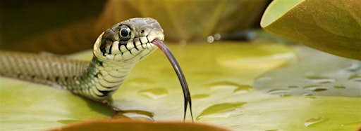 Imagen de colección para  Reptiles and Amphibians