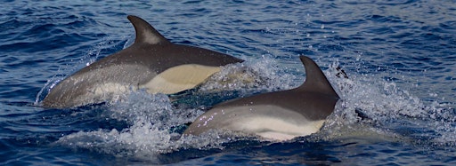 Immagine raccolta per Marine Mammals