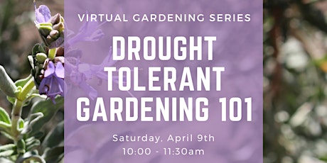 Drought Tolerant Gardening 101