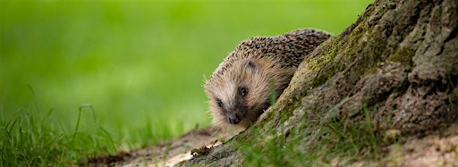 Immagine raccolta per British Wildlife