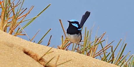 Festival of the Fairy-wren Tour: Greenhills Reserve, Cronulla tickets