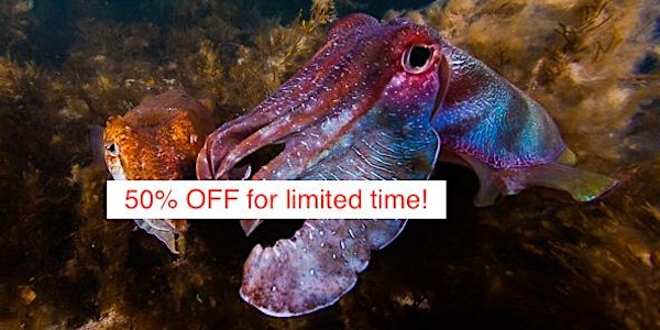 Swim with Giant Cuttlefish - Stony Point (near Whyalla) - 30th June - 3rd J...