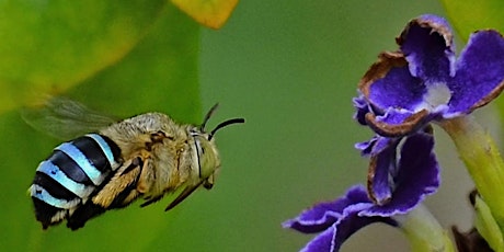 Pollinator Week primary image