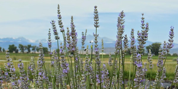 Lavender Farm Dinner with New Colorado Aromatics June 30th