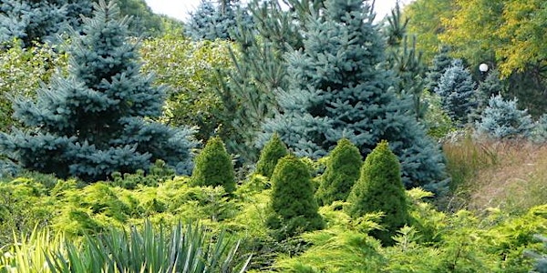 Why Every Garden Needs a Conifer, by Dr. John Albers