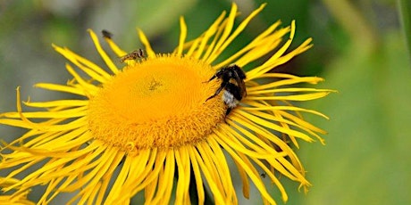 Pollinator Discovery Talk & Walk tickets