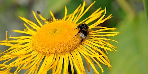 Pollinator Discovery Talk & Walk