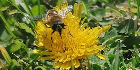 Beekeeping Intro