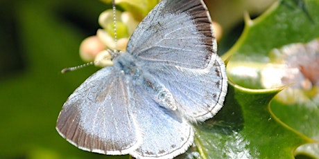 Butterflies of Kent