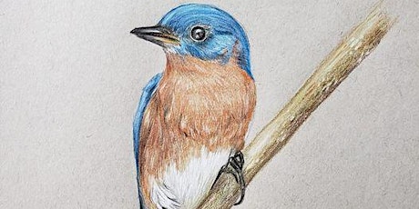 Color Pencil Techniques- Birds of a Feather primary image