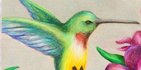 Color Pencil Workshop- Exploring Birds primary image