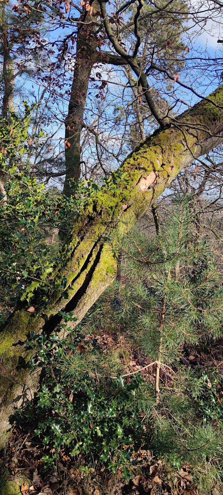Image pour Fontainebleau, Promenade, Méditation et Partage dans la Forêt 