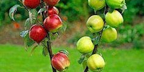 Introduction to Grafting Fruit Trees primary image