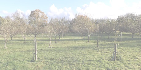 Apple Tree Pruning(JHCL,Binf Env. Group & Warf Env. Group only)