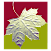 Logotipo de Maple Springs Wine