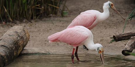 Wild Sarasota: Other Wading Birds of Florida (webinar) tickets