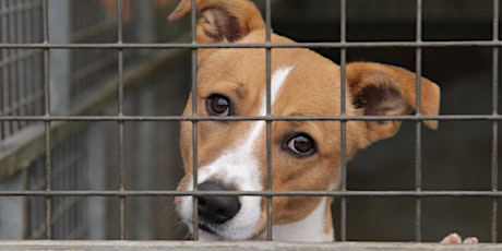 What Lies Ahead: The Future of Pet Welfare Legislation primary image