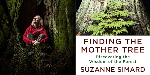 Suzanne Simard: Lessons from the Forest