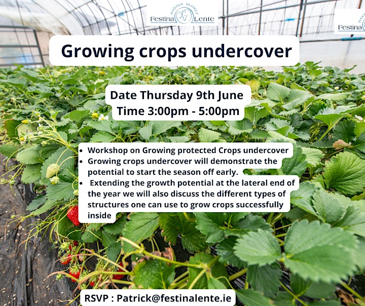 Growing Crops- Undercover image
