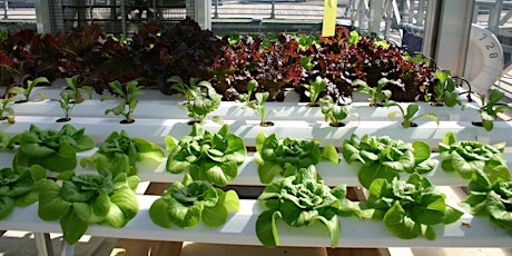 Hands on look at Hydroponic Systems and Lighting with Greens Hydroponics primary image