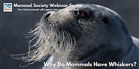 Why Do Mammals Have Whiskers? - A Mammal Society Webinar