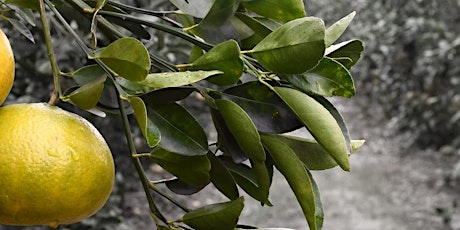 Citrus Greening primary image